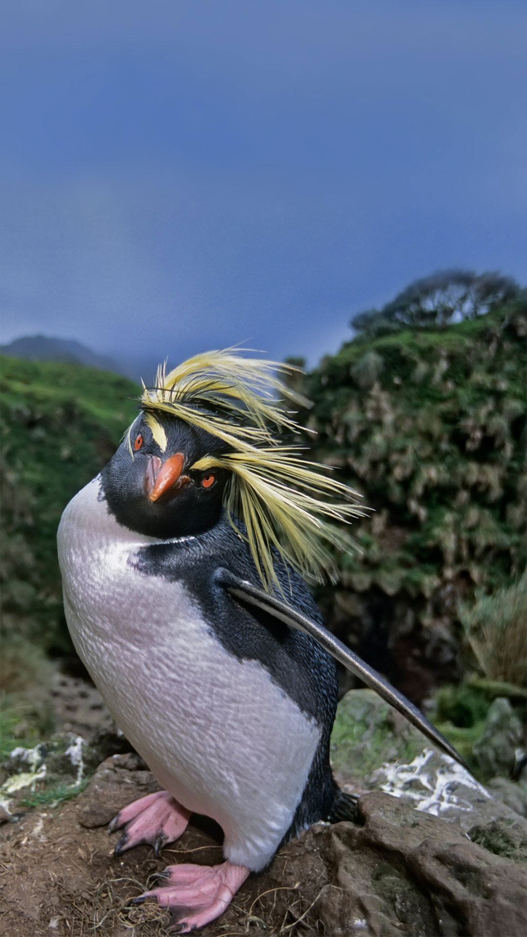 Rockhopper