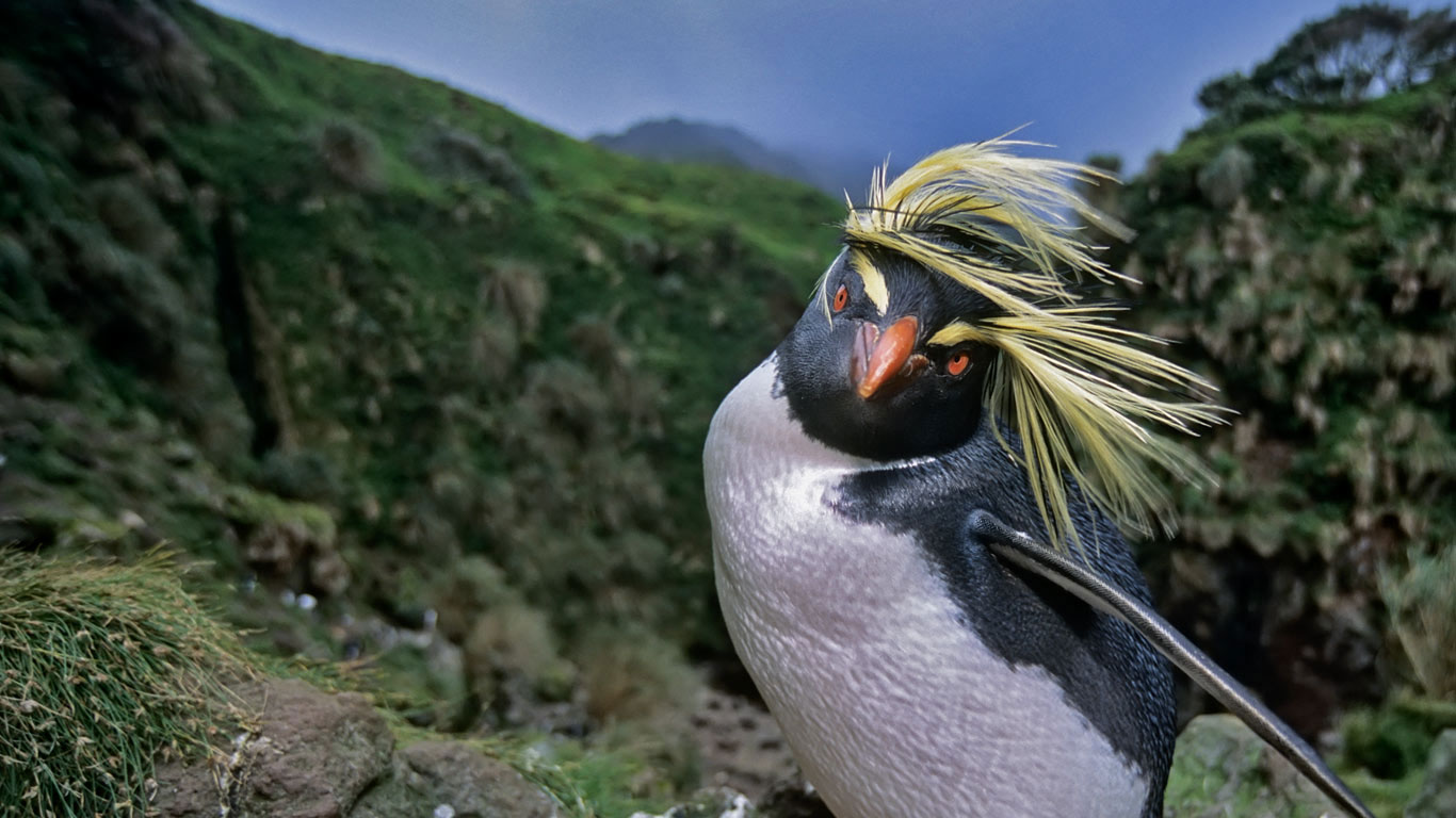 Rockhopper_EN-